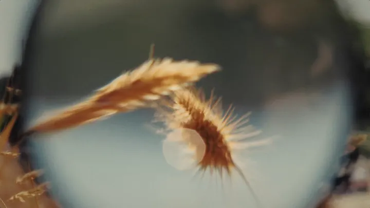 Dry grass through the magnifier