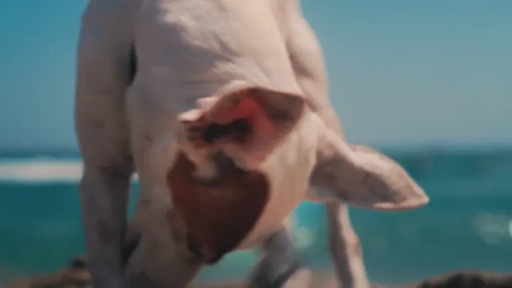 A dog on the beach